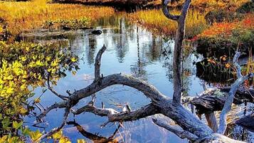 Un paisaje natural con un cuerpo de agua tranquilo rodeado de árboles y vegetación.