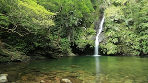 Ein Wasserfall in bewaldeter Landschaft mit klarem Wasser und Felsen am Grund.