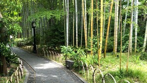 Ein Pfad, gesäumt von Bambus und Farnen, der durch einen üppigen grünen Wald führt.