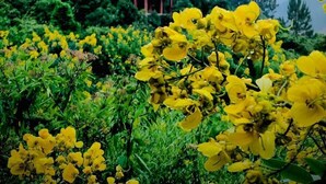 A house surrounded by yellow flowers. - La Seran Eco Resort - Ella (Bandarawela)