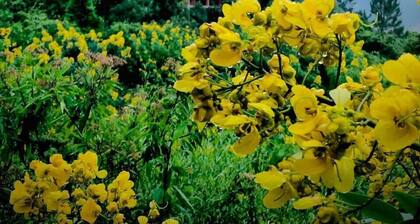 La Seran Eco Resort - Ella