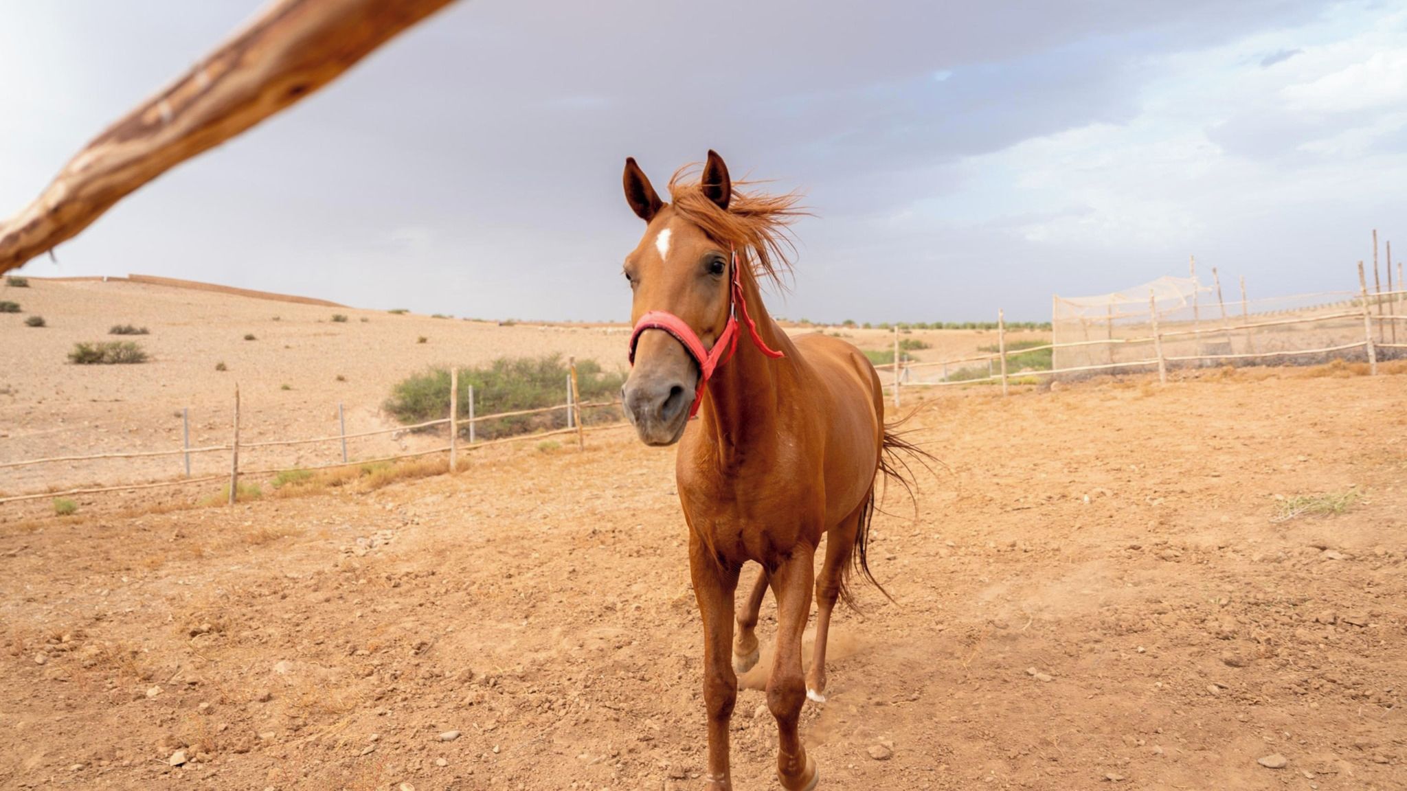 A horse in a fenced area with a clear sky.
