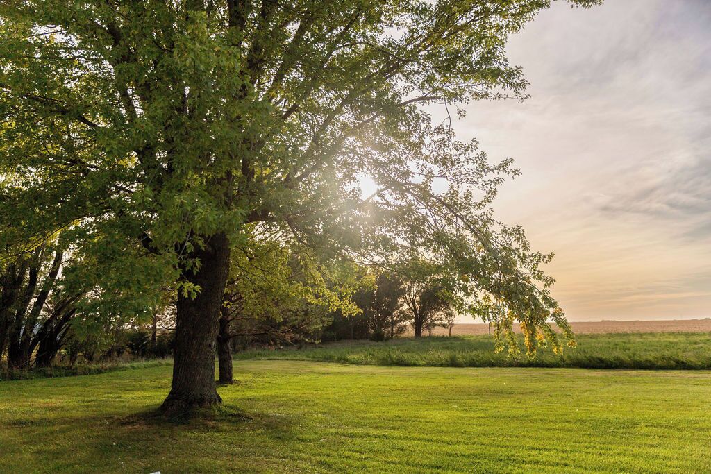 A grassy field with a large tree in the foreground and a clear sky.