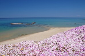 Een strand met helder turquoise water, een zandstrand en een veld met roze en witte bloemen op de voorgrond.