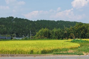 A rural landscape with a field of crops, a road, and a forested hill in the background. - Yamotas MAGOME (Nakatsugawa)