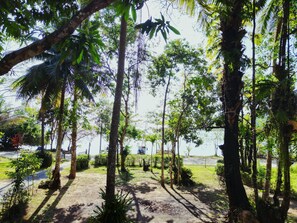 A tropical garden with various trees and a dirt path.