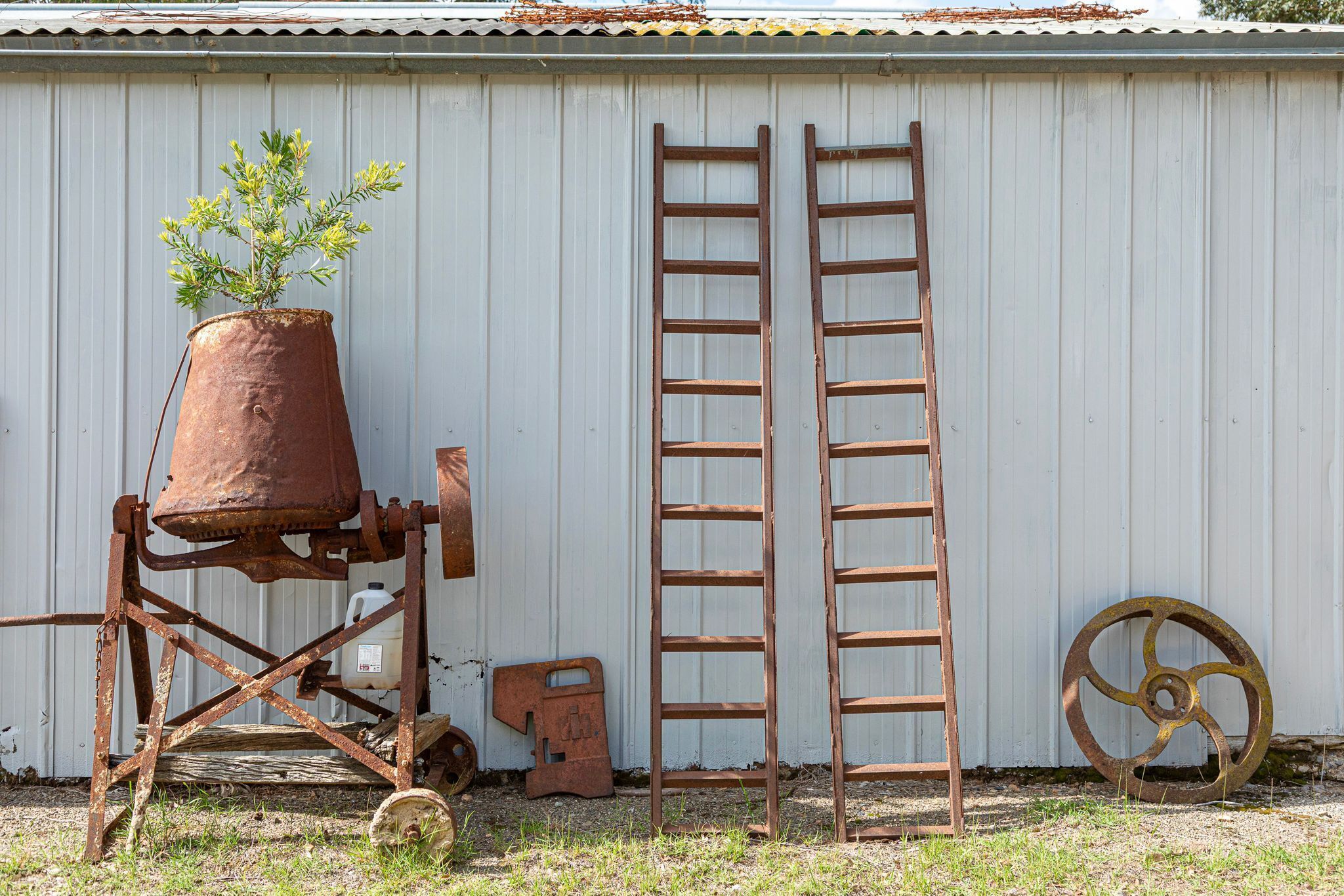 A corrugated metal building with two wooden ladders leaning against it and a rusty metal wheel.