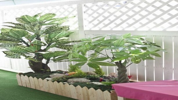 A small indoor garden with three potted plants, a wooden fence, and a pink tablecloth.