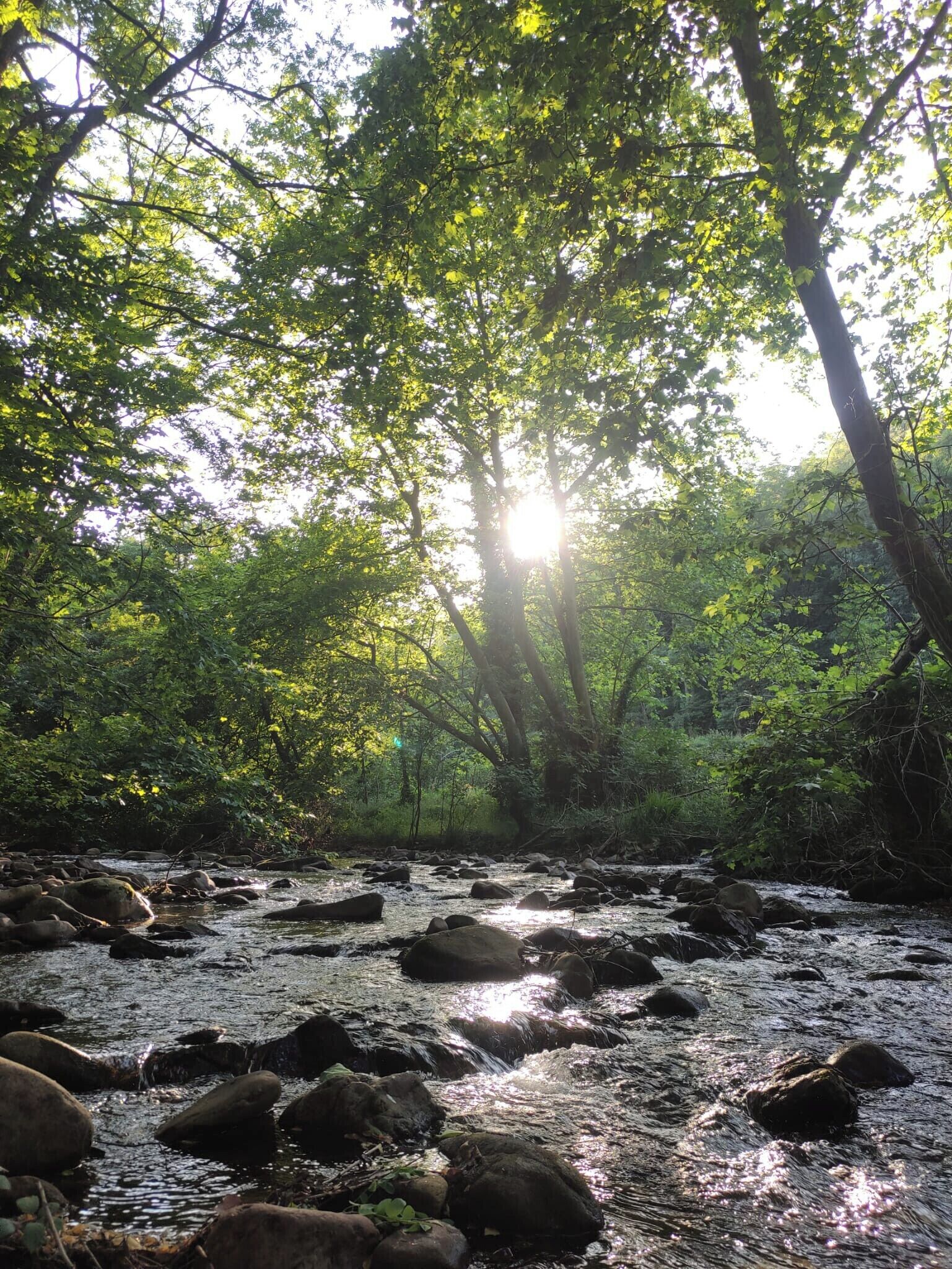 A river flowing through a forest with sunlight filtering through the trees.
