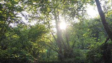 A river flowing through a forest with sunlight filtering through the trees.