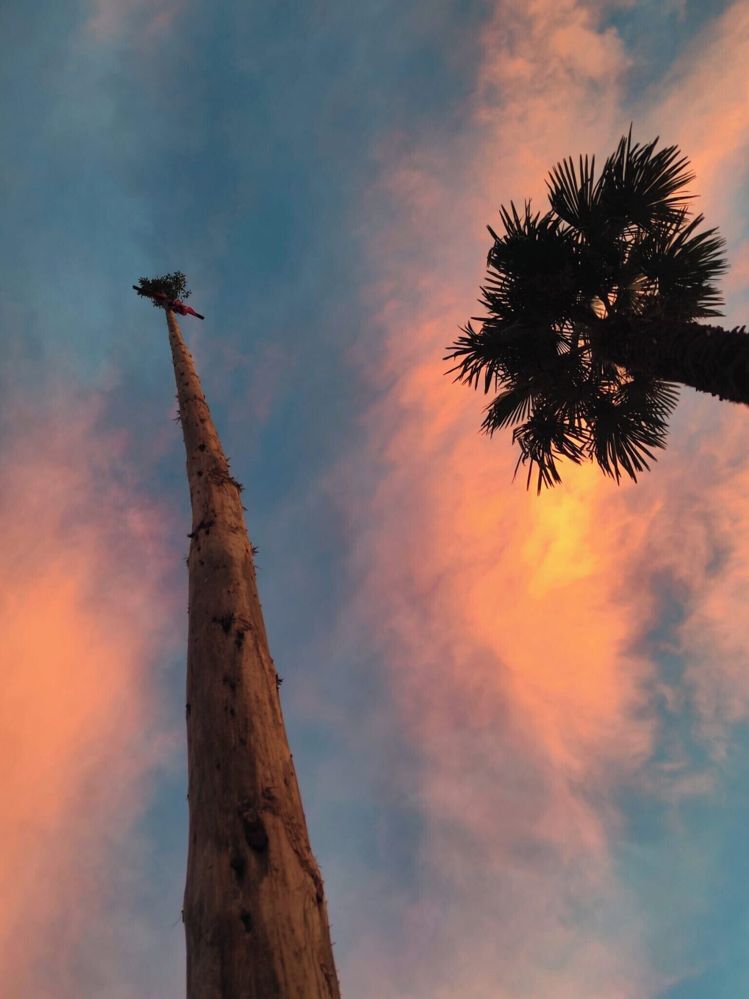 Ein hoher Baum mit einem Vogel, der oben sitzt, vor einem Sonnenuntergangshimmel.
