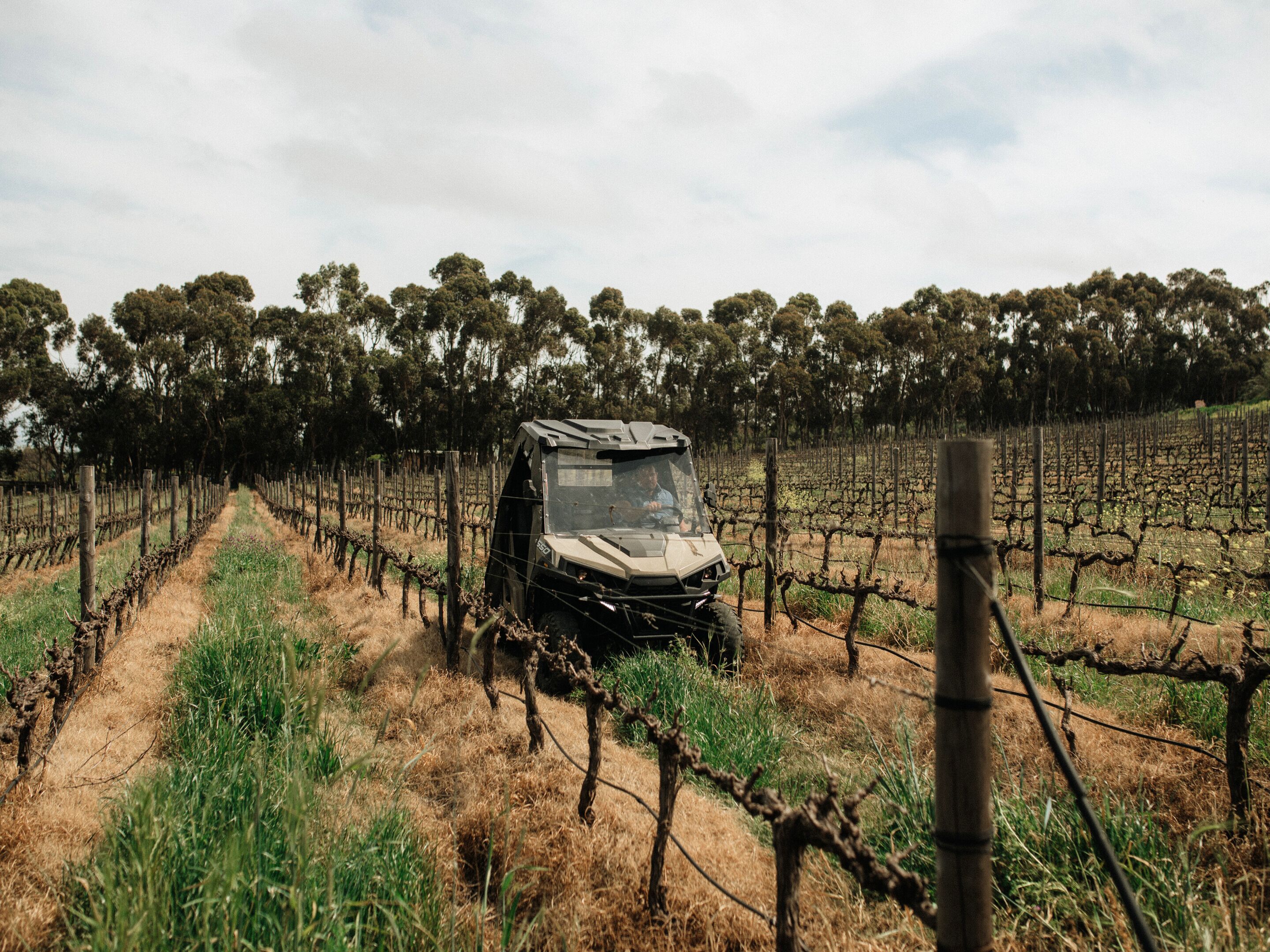 A vehicle in a vineyard with rows of grapevines.