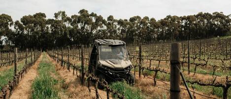A vehicle in a vineyard with rows of grapevines.