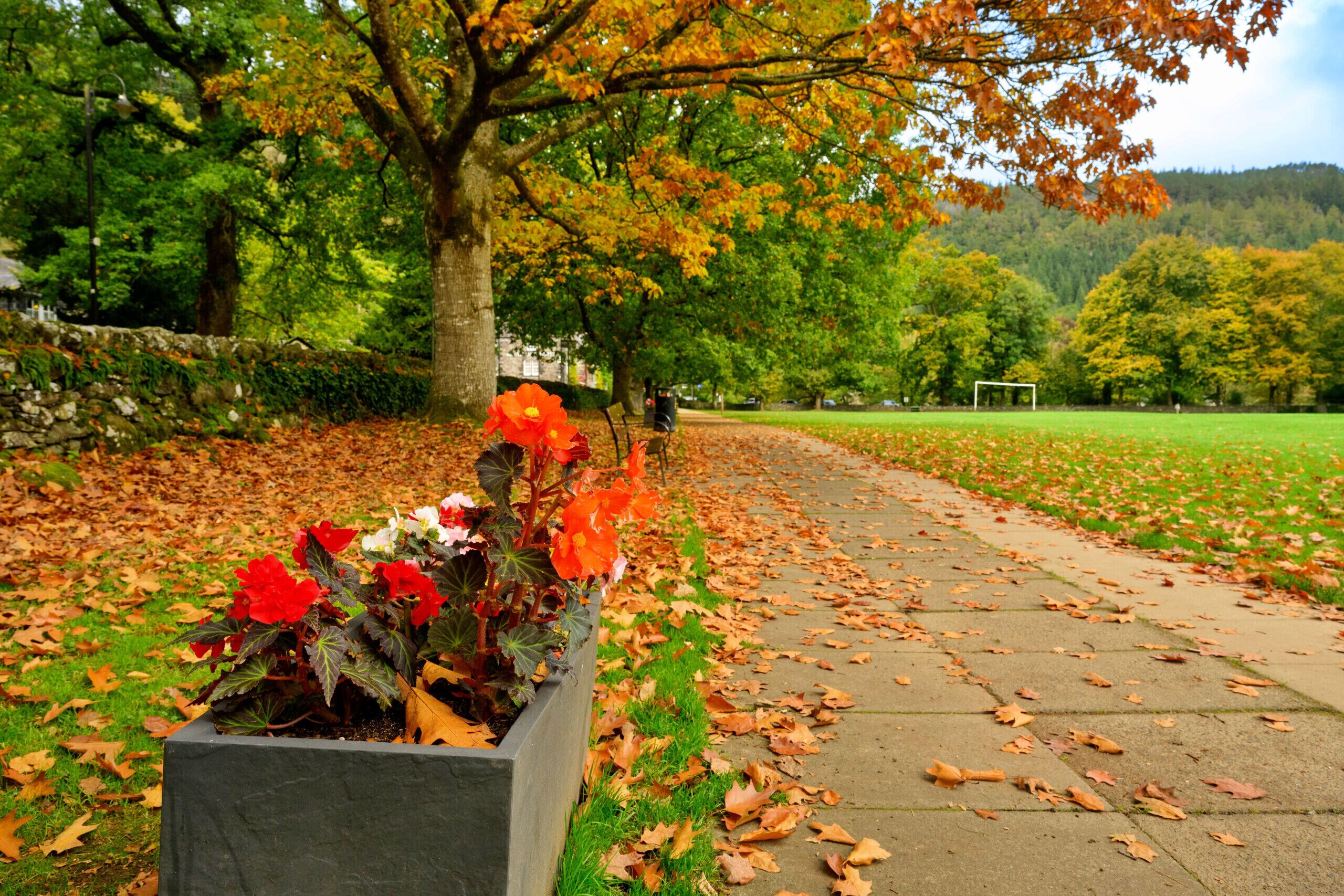 Un sendero bordeado de hojas otoñales, un muro de piedra y un parterre con flores rojas.