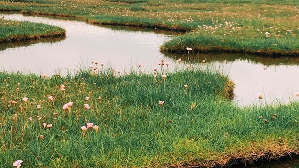 A rural landscape with a pond, grassy areas, and a brick building in the background. - The Lucky Duck, Patty's Barn, Lancaster, Cockerham (Lancaster)