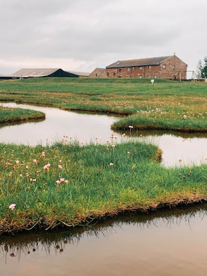 A rural landscape with a pond, grassy areas, and a brick building in the background.