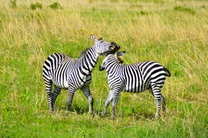 مشاهدة الحيوانات البريّة