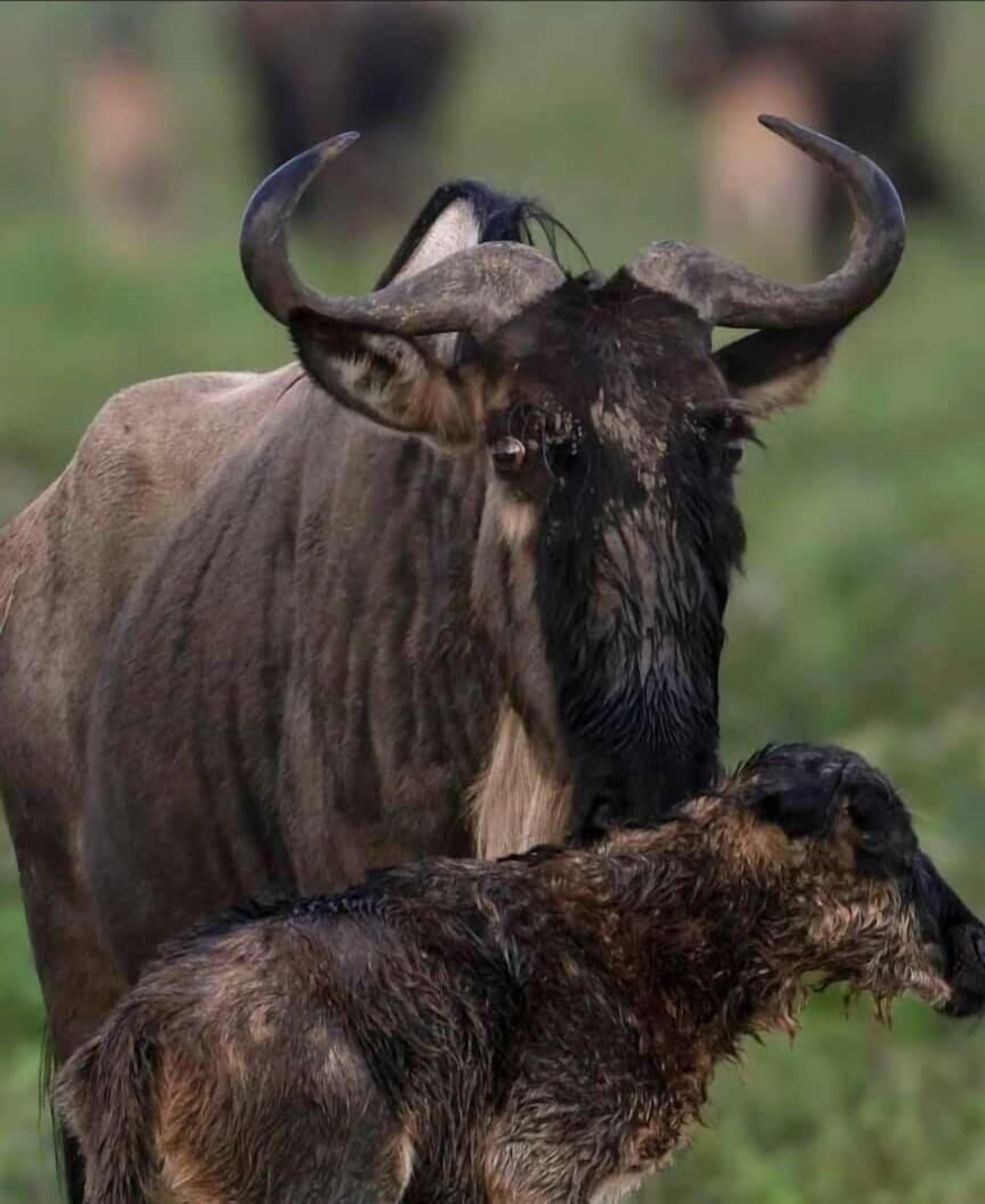 Un animal gran amb banyanes ben marcades i un altre més petit a prop.