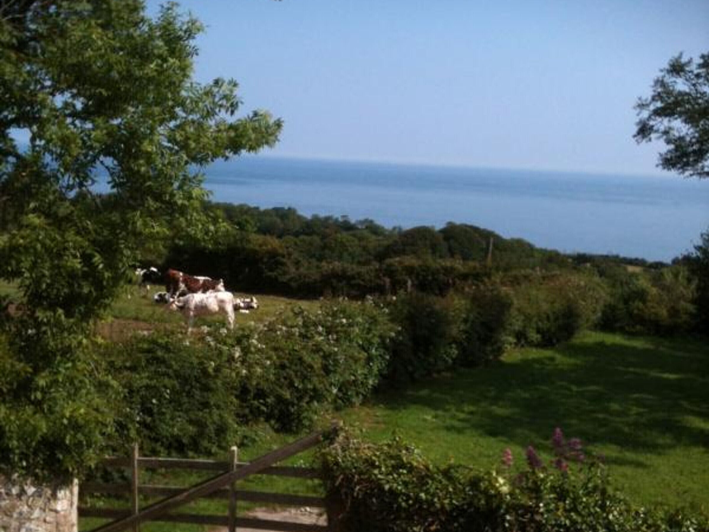 Eine ländliche Landschaft mit Blick auf das Meer, Kühe weiden auf einer Wiese.