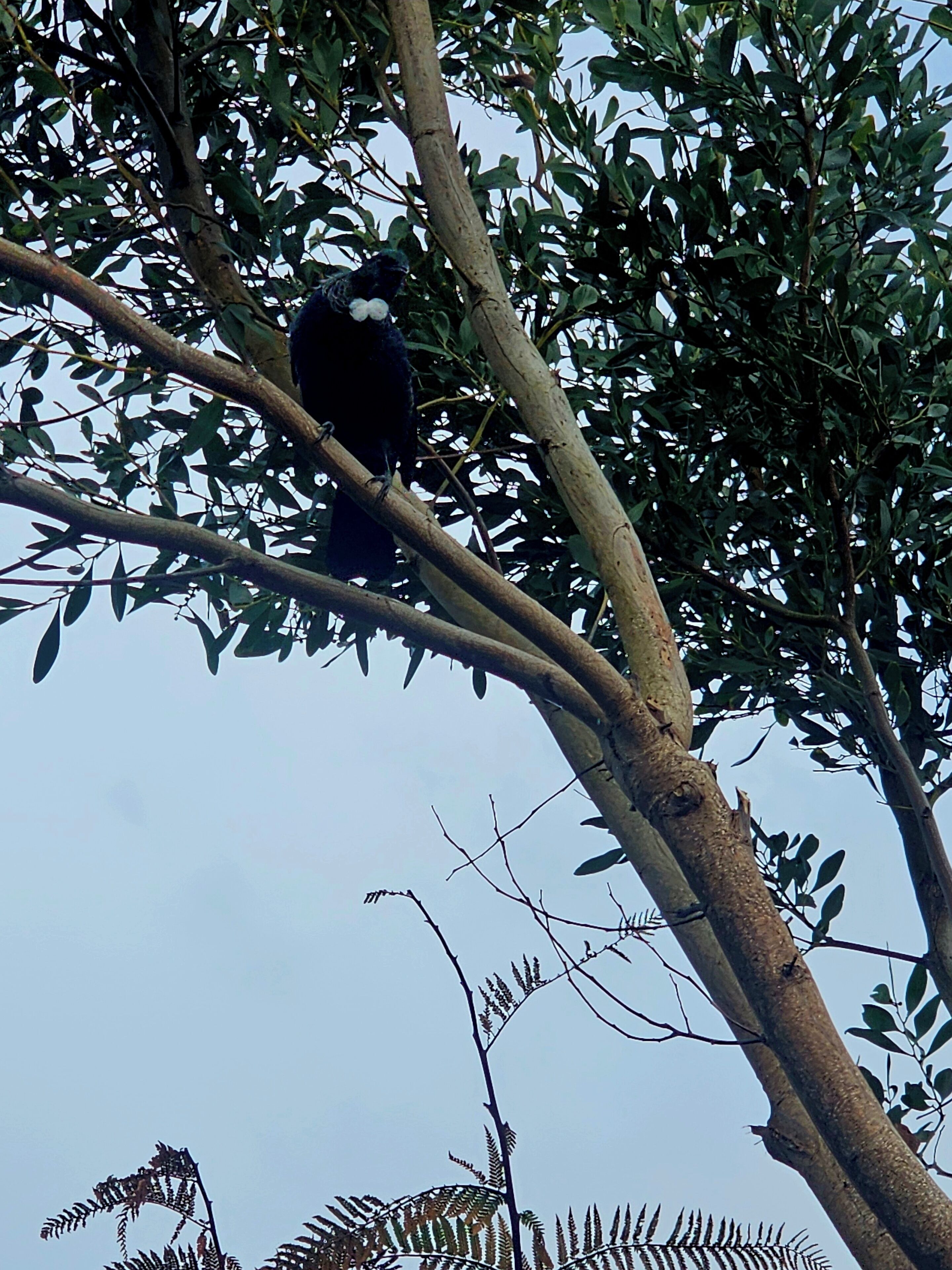 Un oiseau était perché sur une branche d’arbre.