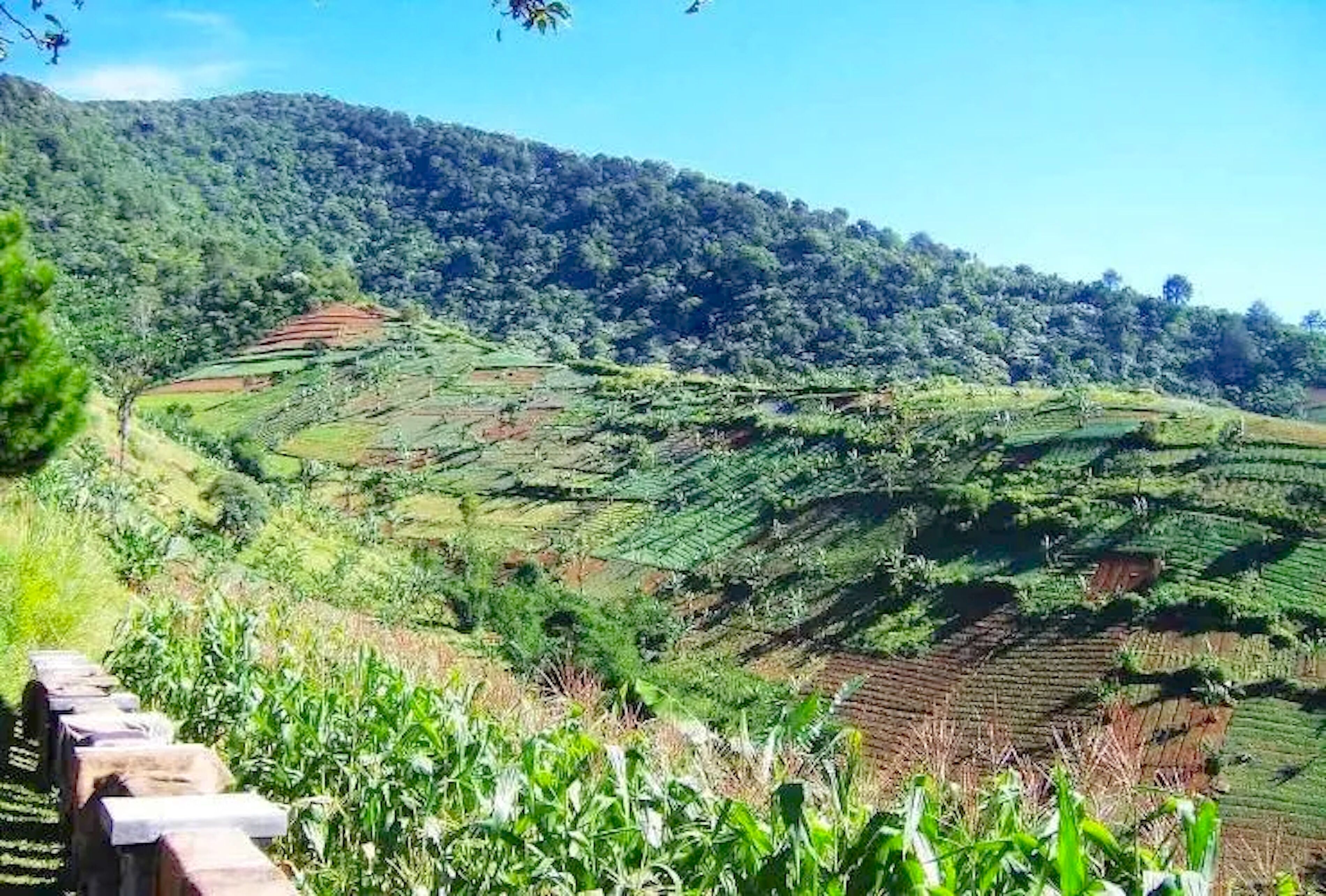 Terraced fields and a stone wall.