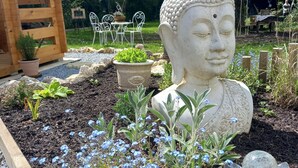 Un jardín con una estatua de Buda rodeada de flores azules y rocas.