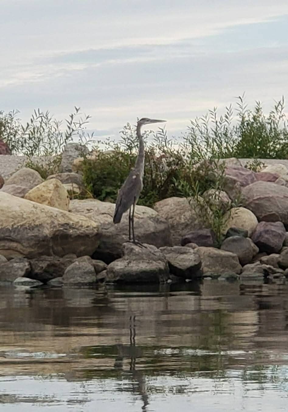 A bird standing on rocks by a body of water.
