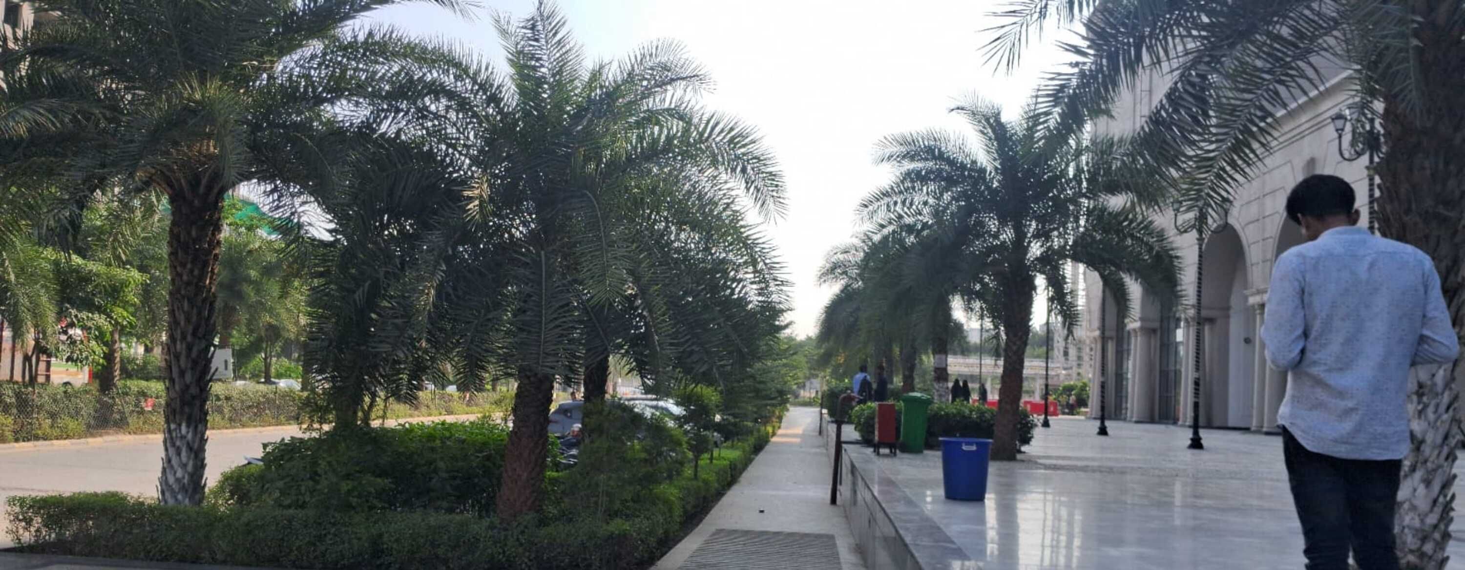 Un sendero bordeado de palmeras y una fuente, que conduce a un edificio de arquitectura clásica.