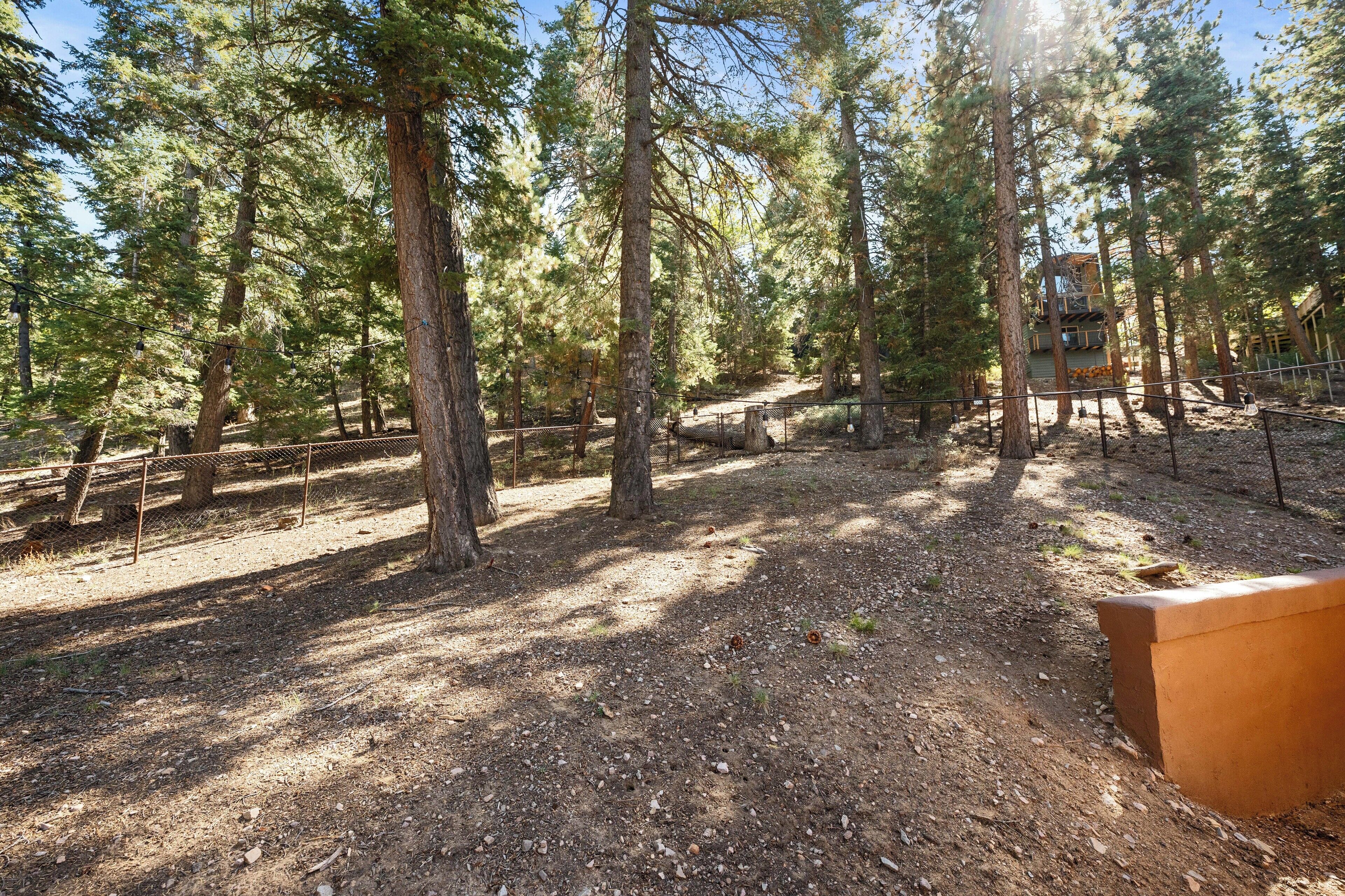 A forested campground with a cabin, surrounded by tall pine trees and a dirt ground.