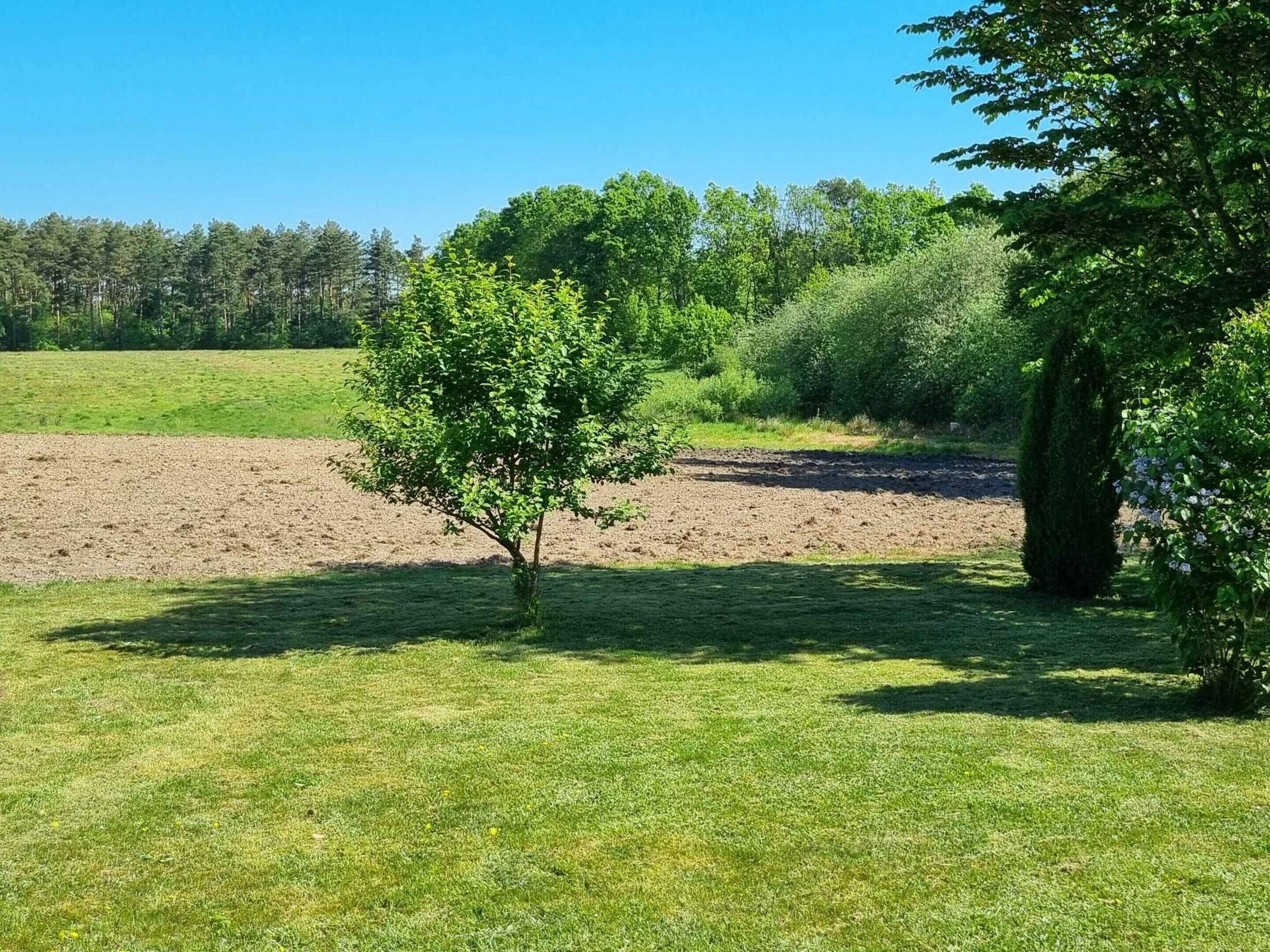 A grassy field with a small tree and a bush.