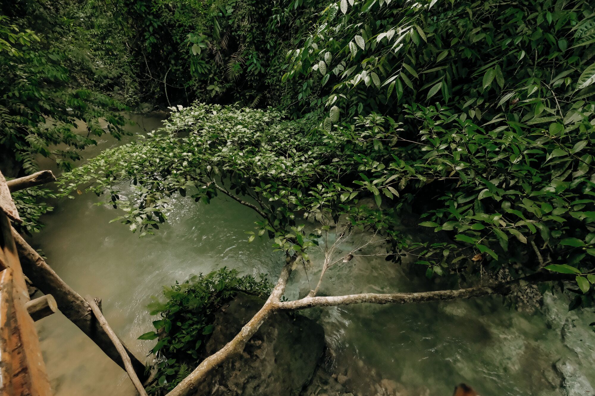 Casa de árbol familiar, alberca privada, vista al río | Vista desde la habitación