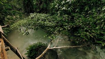 Casa de árbol familiar, alberca privada, vista al río | Vista desde la habitación