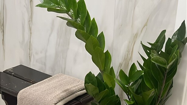 En potteplante med en flettet kurv, en stol med et beige tæppe, og en marmorvæg.