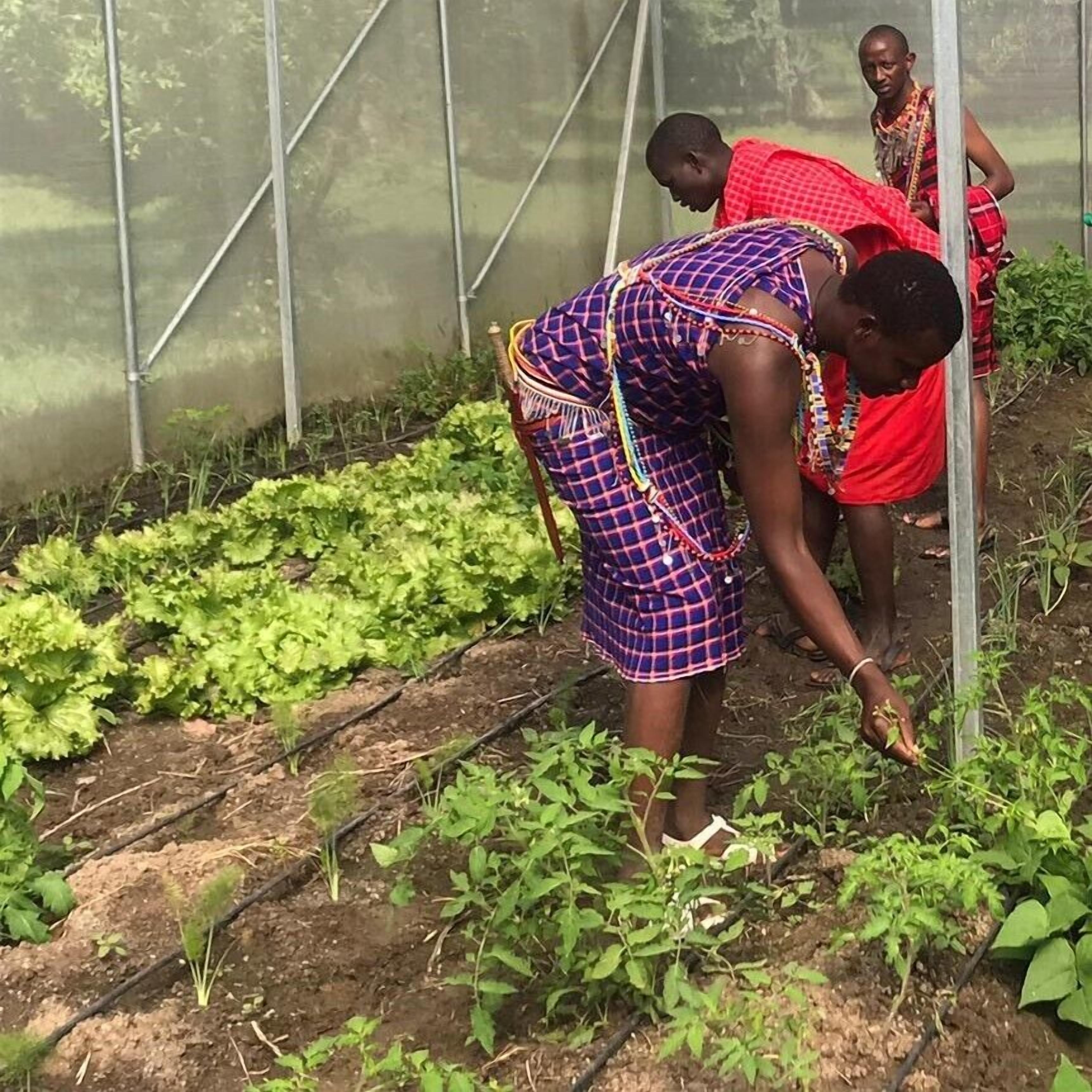 A greenhouse with rows of leafy green plants.