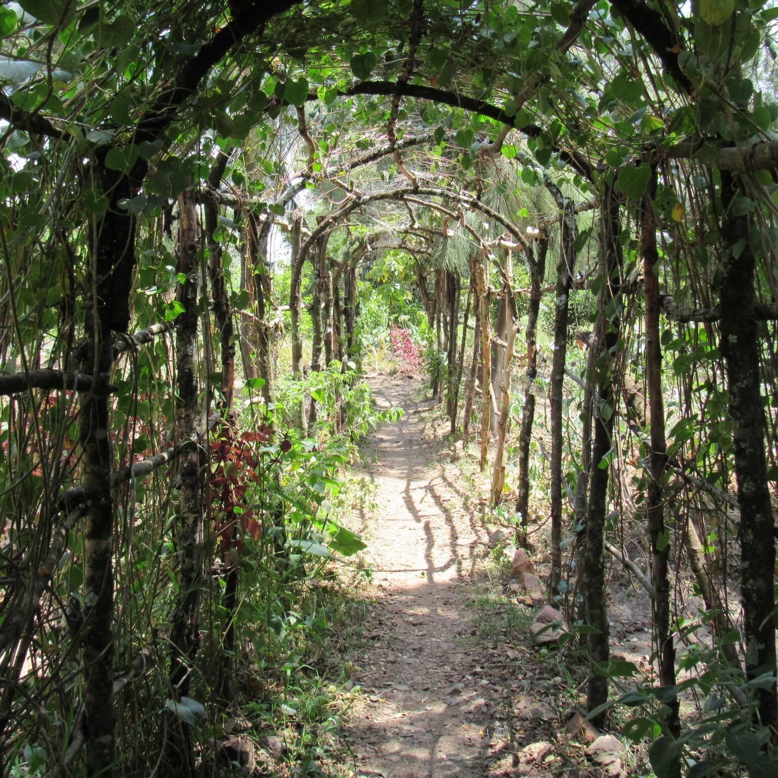 A narrow, natural stone pathway surrounded by dense greenery and trees, leading into a forested area.
