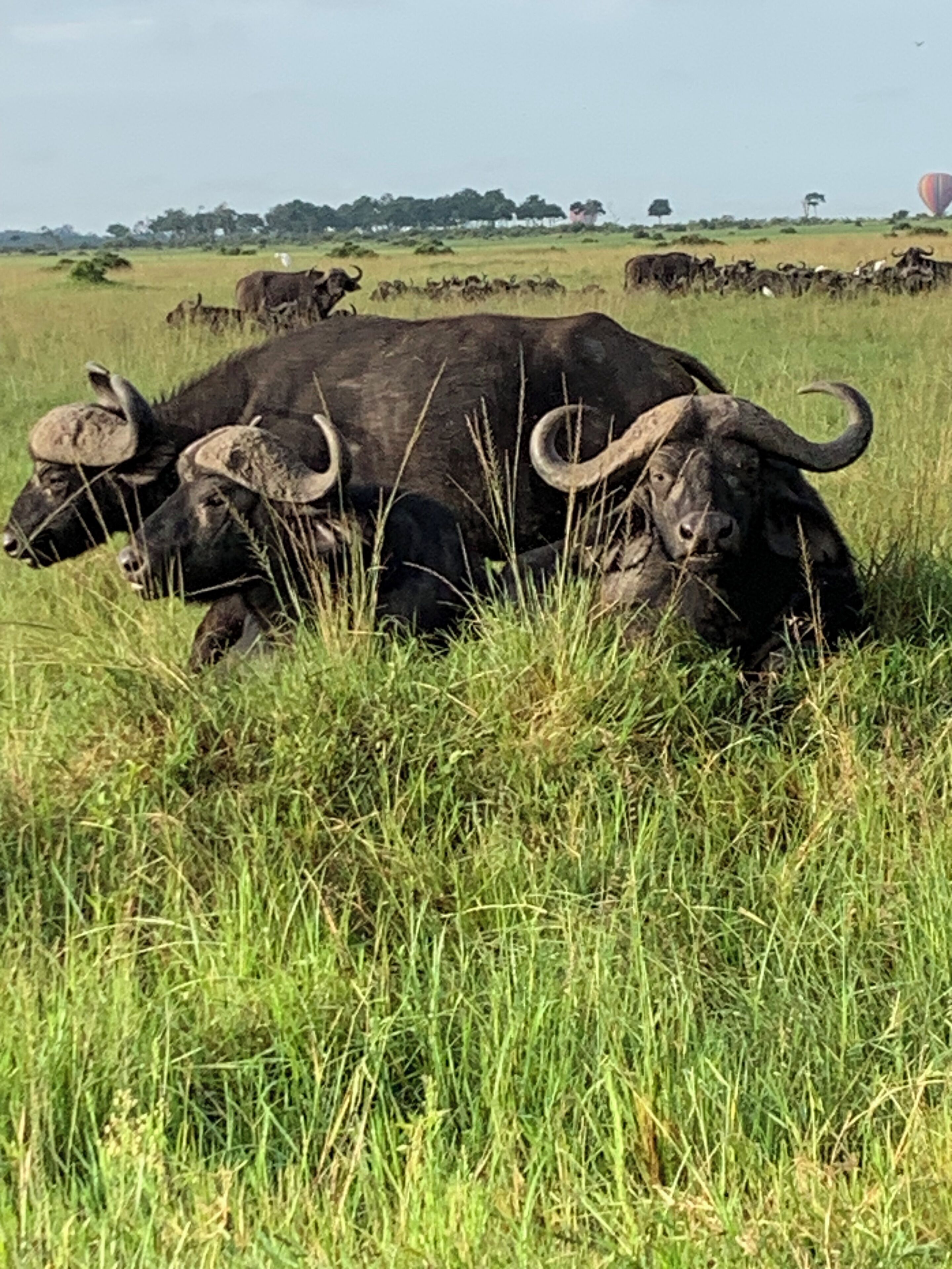 A herd of buffalo in a grassy field with trees in the background.
