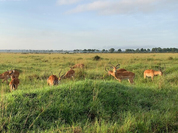 A grassy field with several antelopes grazing. - Oreteti Mara Lodge (Lolgorien)