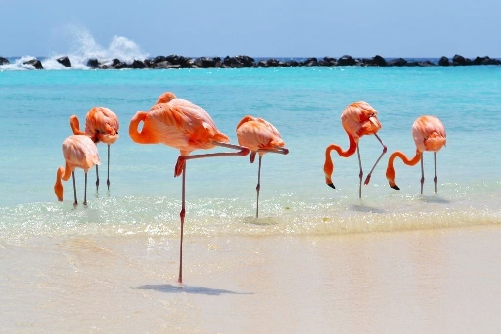 Flamingos som står i grunt vatten nära en sandstrand, med klart turkosfärgat vatten och en stenig kustlinje i bakgrunden.