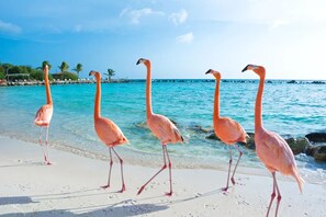 Sun loungers, beach towels