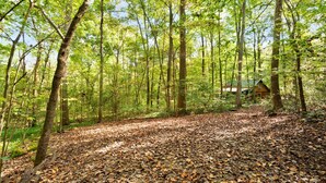 A forested area with a path covered in fallen leaves leading to a cabin.