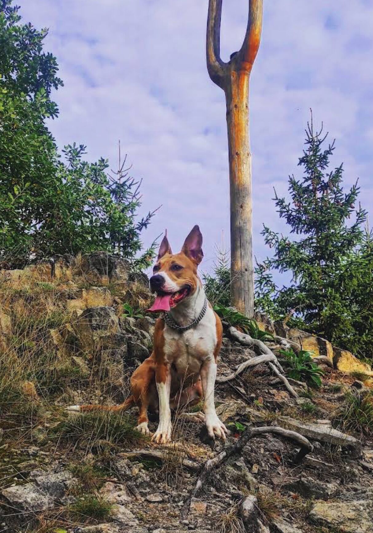 Ein Hund sitzt auf felsigem Gelände, im Hintergrund Bäume und ein Holzzaun.
