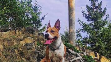 Ein Hund sitzt auf felsigem Gelände, im Hintergrund Bäume und ein Holzzaun.