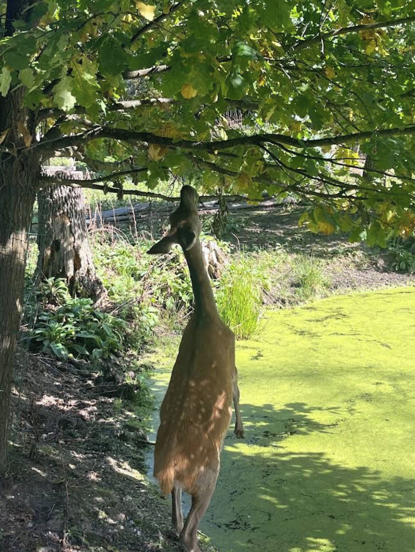 Et hjort der står under et træ i et naturligt landskab.