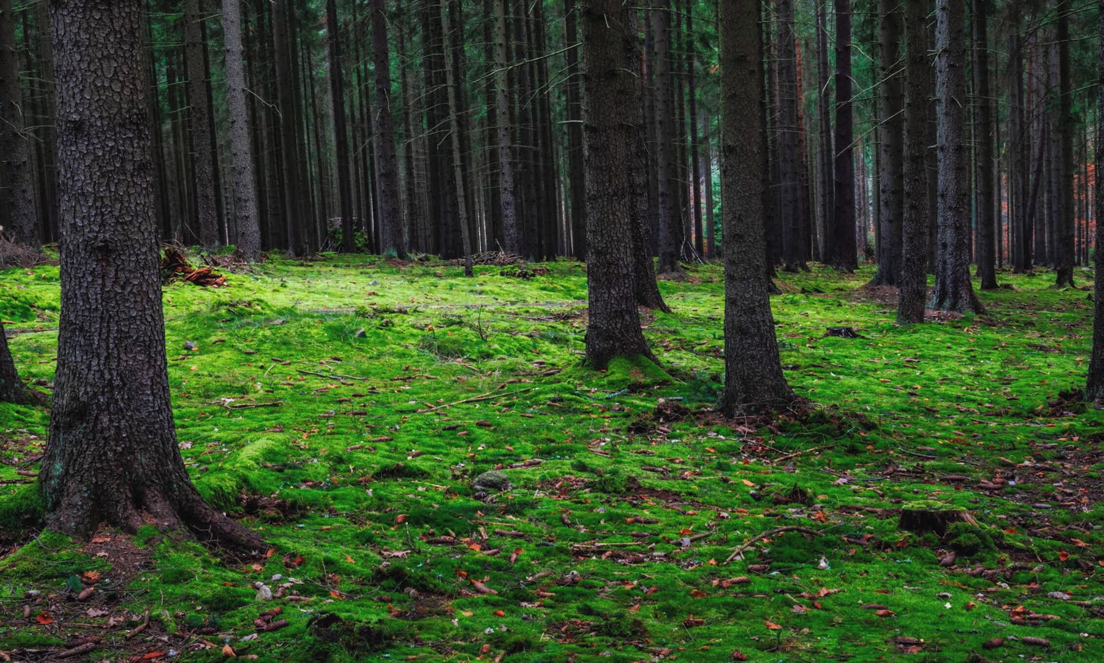 A forest with tall trees and a ground covered in green moss.