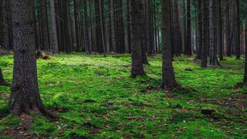 A forest with tall trees and a ground covered in green moss.