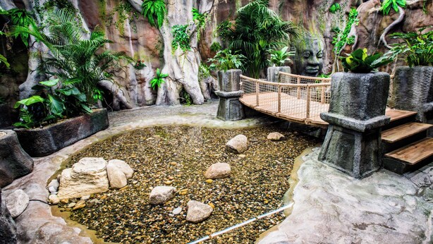 Een natuurgetrouw ingerichte omgeving met een waterpartij, rotsen en verschillende planten.