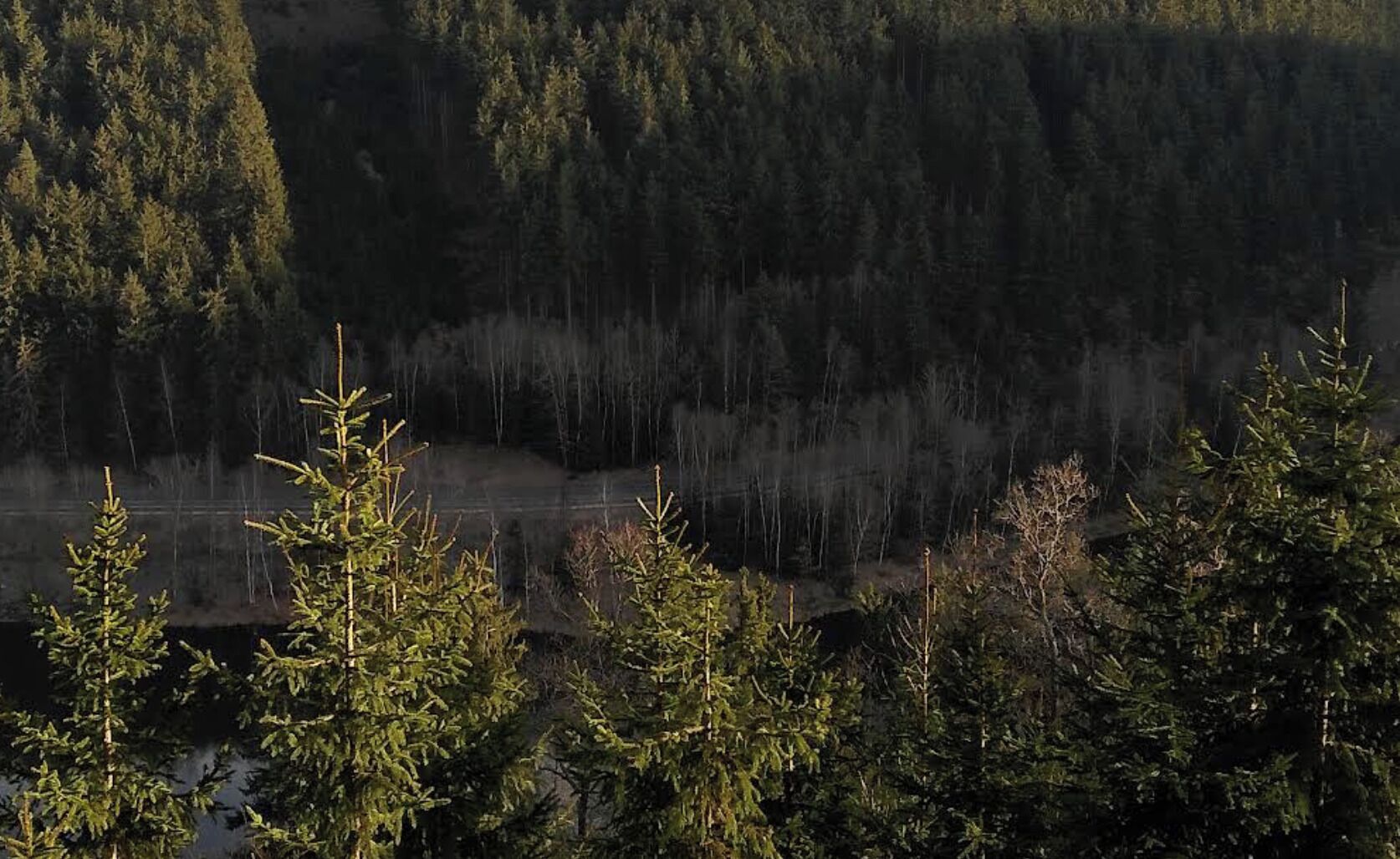 Une zone boisée avec des arbres denses et un chemin ou une route bien visible.