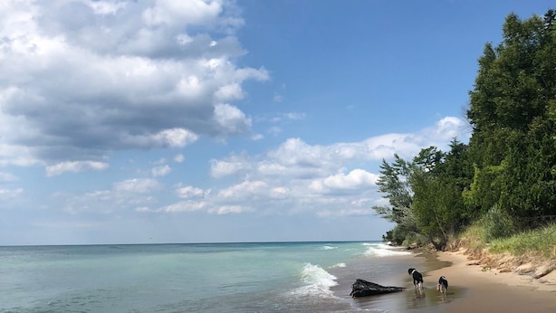 Una playa con dos perros cerca de la orilla, rodeada de vegetación.