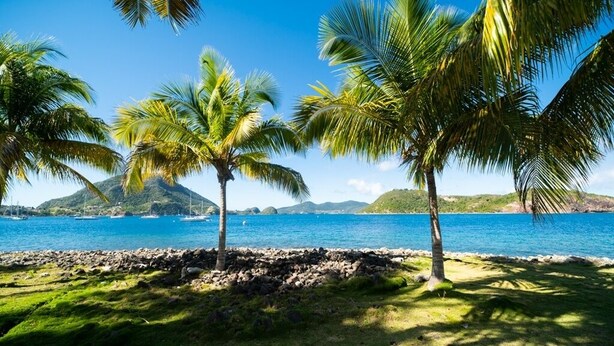 A beach with palm trees and a clear blue sea.
