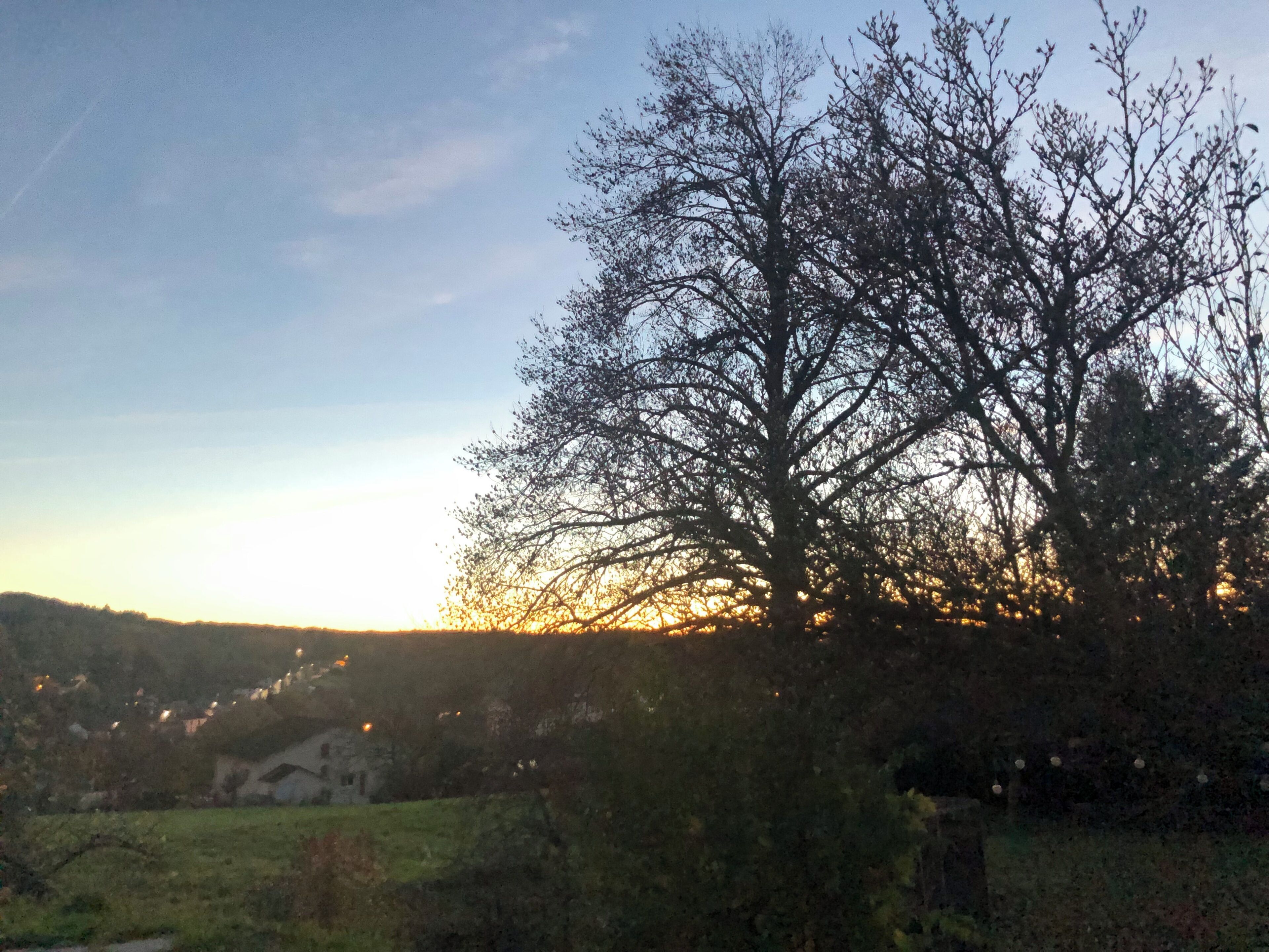 Un arbre dont on voit clairement les branches et les feuilles, se détachant sur le fond d’un coucher de soleil.